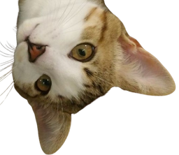 :Tim: