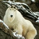 yekari