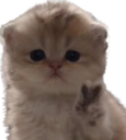 :Chat_paz: