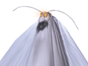 :risicafard_blanc:
