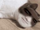 :Chatigue: