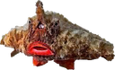 :poissonchauvesouris2: