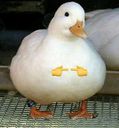 :Canard_copain: