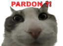 :pardoncha: