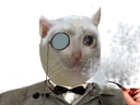 :Risitas_Chat_Fume_Pipe: