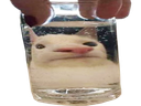 :wideglouent: