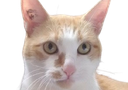 :chat_ash: