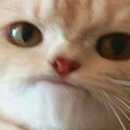 :chatdubitatif: