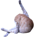 :Chat_leche_trou_de_balle: