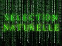 :selematrix: