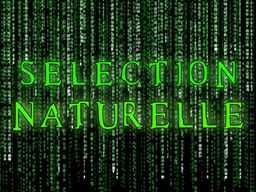 :selematrix: