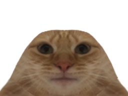 :chat_moche: