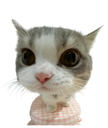 :Potichat: