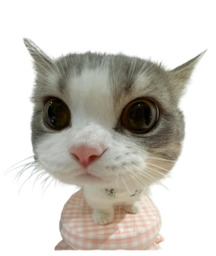 :Potichat: