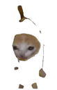 :chat_espion2: