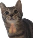:Chat-couille2: