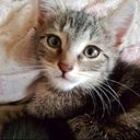 Petit_Chaton