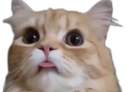 :Chat_interview_:
