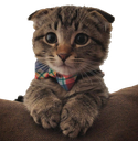 :Cutekitty: