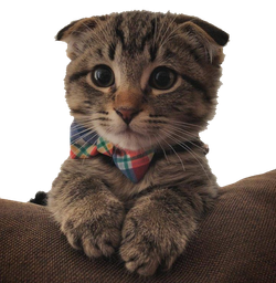:Cutekitty: