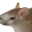 Photo de profil de Sourischat