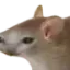 Photo de profil de Sourischat