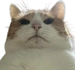 :Chatproprietaire: