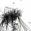 Photo de profil de Knochen