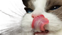 :Chatte_: