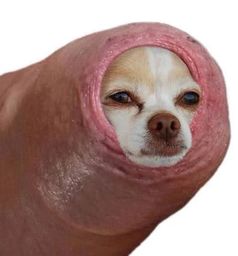 :Risibite: