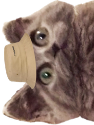 :ChatbobG: