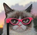 :chat_lunettes_rigolo: