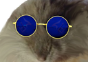:hamster_lunettes: