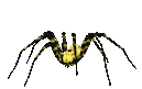 :spider-gif: