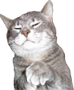 :ChatSnob: