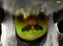 :fdvgif-vert: