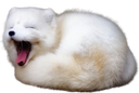 :foxbaille: