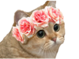 :chat_fleurs: