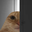 Photo de profil de ChatMeprisant