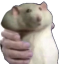 :Ratto: