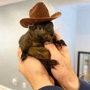 :Peanut_cowboy: