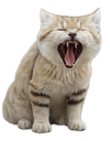 :Desertin_chat:
