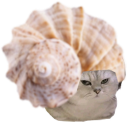 :ChatCoquillageSpirale: