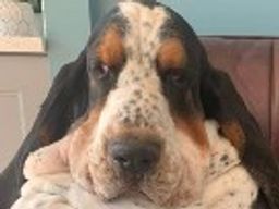 :BassetHound: