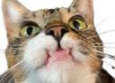 :C_est_quoi_ton_probleme: