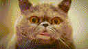 :Chat_bouche_parle: