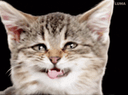 :silly_cat_laugh_cut: