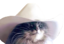 :Chat_cowboy2: