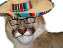 :lynx-sombrero: