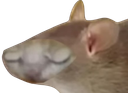 :nion: